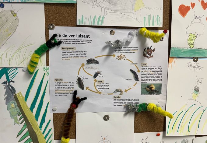 la vie du ver luisant